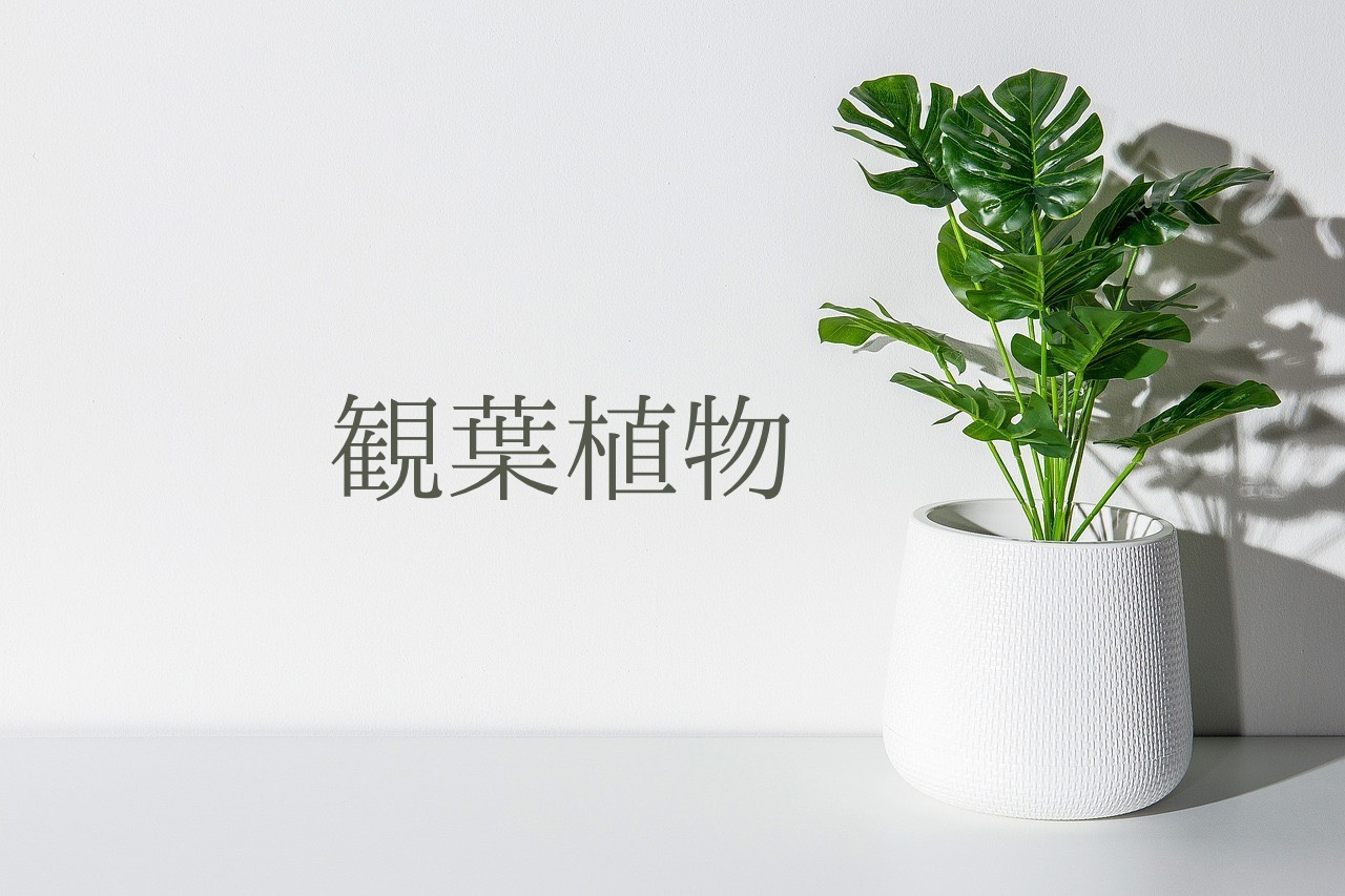 観葉植物